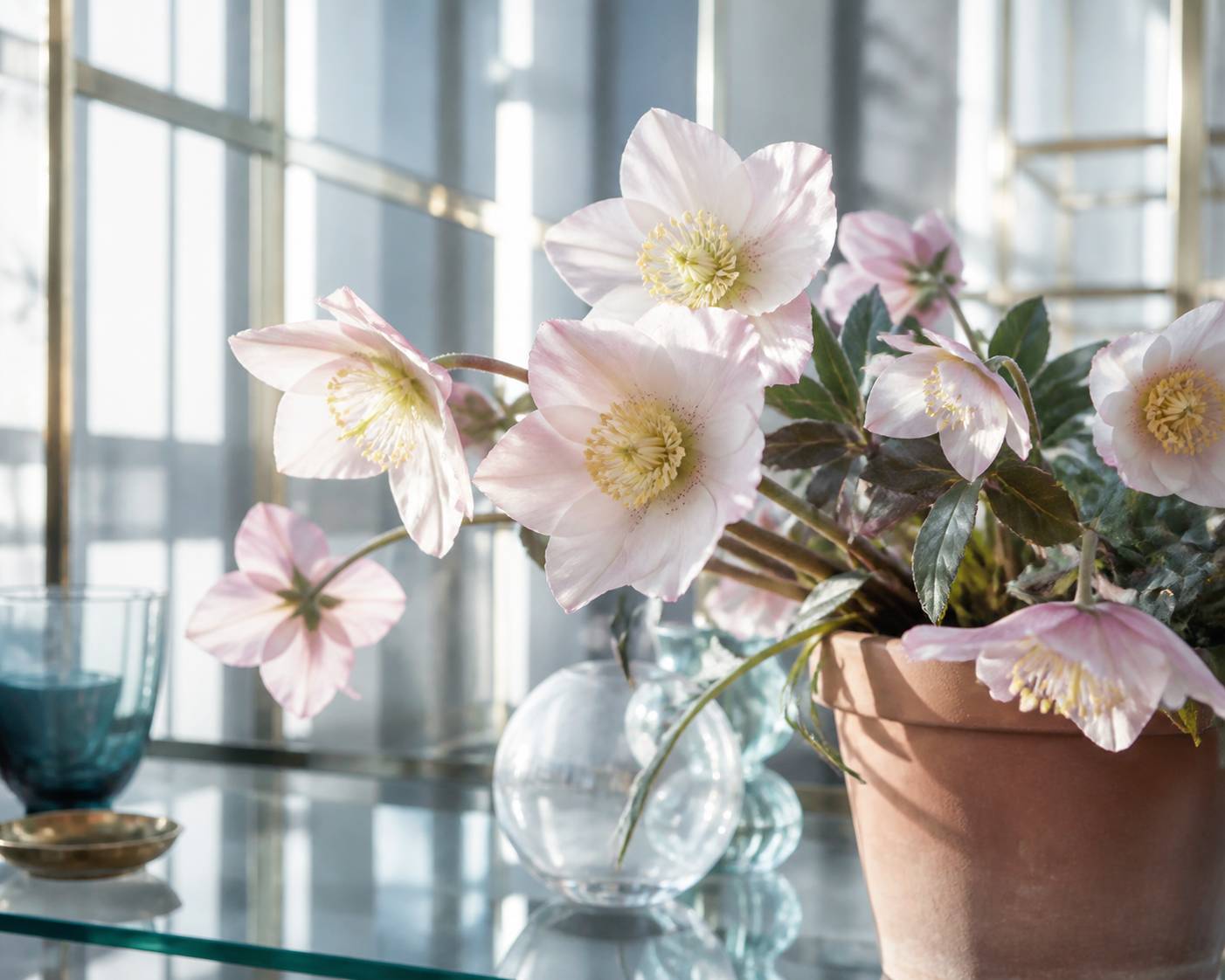 Fleurs de rose de Noël au cœur jaune pâle dans un pot en terre cuite